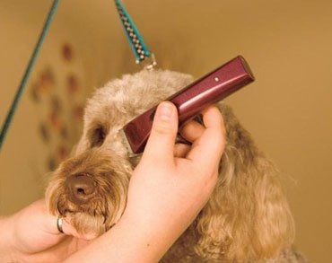 cordless dog clippers